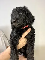 Kingston, a male Goldendoodle for sale in Macclenny, FL – Photo 8 of 9