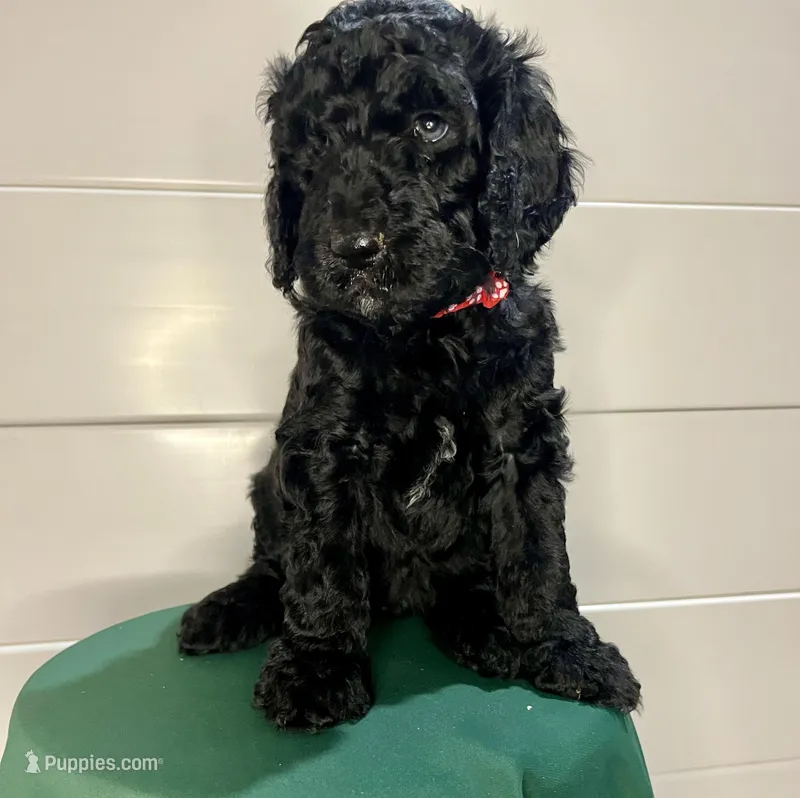 Kingston – Goldendoodle puppy for sale in Macclenny, FL