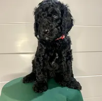 Kingston, a male Goldendoodle for sale in Macclenny, FL – Photo 1 of 9