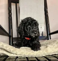 Kingston, a male Goldendoodle for sale in Macclenny, FL – Photo 5 of 9