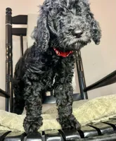 Kingston, a male Goldendoodle for sale in Macclenny, FL – Photo 3 of 9