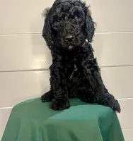 Kingston, a male Goldendoodle for sale in Macclenny, FL – Photo 9 of 9