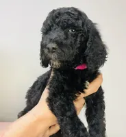 Jubilee, a female Goldendoodle for sale in Macclenny, FL – Photo 1 of 6