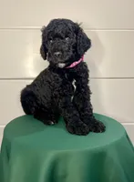 Jubilee, a female Goldendoodle for sale in Macclenny, FL – Photo 5 of 6