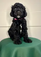 Jubilee, a female Goldendoodle for sale in Macclenny, FL – Photo 6 of 6