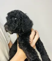 Jubilee, a female Goldendoodle for sale in Macclenny, FL – Photo 3 of 6