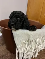 Jubilee, a female Goldendoodle for sale in Macclenny, FL – Photo 4 of 6