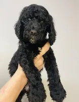 Jubilee, a female Goldendoodle for sale in Macclenny, FL – Photo 2 of 6