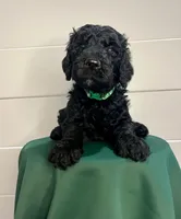 Jester , a female Goldendoodle for sale in Macclenny, FL – Photo 1 of 5