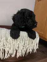 Jester , a female Goldendoodle for sale in Macclenny, FL – Photo 5 of 5