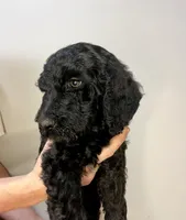 Jester , a female Goldendoodle for sale in Macclenny, FL – Photo 2 of 5