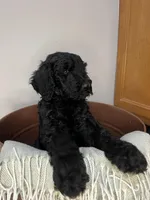 Jester , a female Goldendoodle for sale in Macclenny, FL – Photo 4 of 5