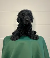 Jester , a female Goldendoodle for sale in Macclenny, FL – Photo 3 of 5