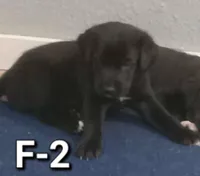 Female2, a female Border Collie and Labrador Retriever for sale in Goldendale, WA – 1 of 1