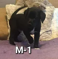 Male 1, a male Border Collie and Labrador Retriever for sale in Goldendale, WA – 1 of 1