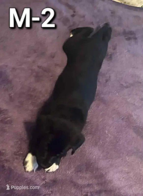 Male 2 – Border Collie, Labrador Retriever puppy for sale in Goldendale, WA