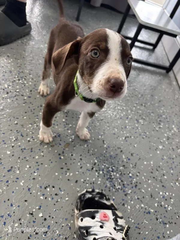 Dallas – Catahoula Leopard Dog puppy for sale in Resaca, GA