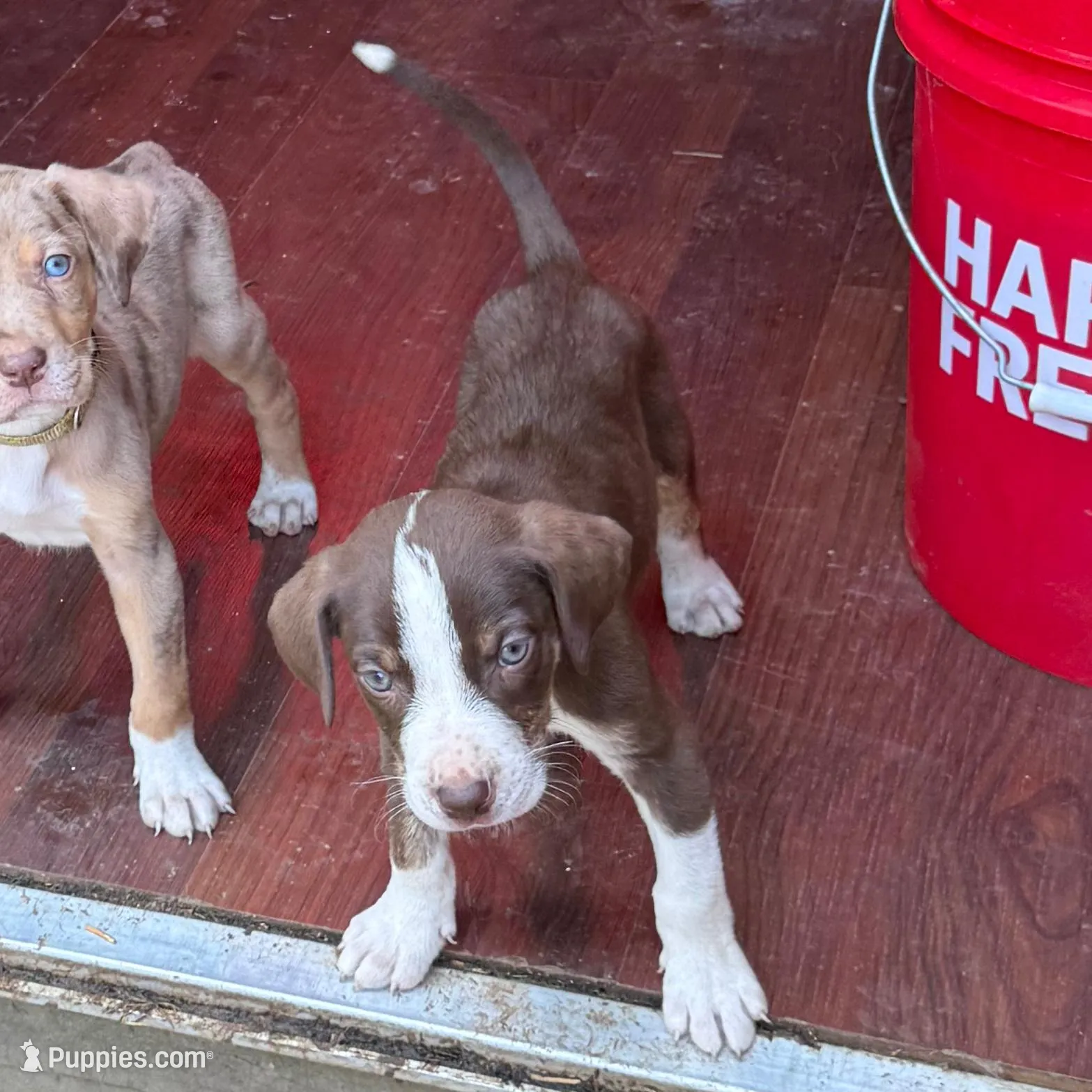 Dallas – Catahoula Leopard Dog puppy for sale in Resaca, GA