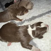 Dallas, a male Catahoula Leopard Dog for sale in Resaca, GA – Photo 3 of 3