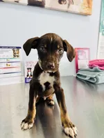 Dash, a male Catahoula Leopard Dog for sale in Resaca, GA – Photo 1 of 7