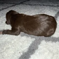 Dash, a male Catahoula Leopard Dog for sale in Resaca, GA – Photo 2 of 4