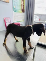 Dash, a male Catahoula Leopard Dog for sale in Resaca, GA – Photo 2 of 7