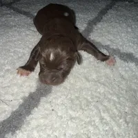 Dash, a male Catahoula Leopard Dog for sale in Resaca, GA – Photo 1 of 4