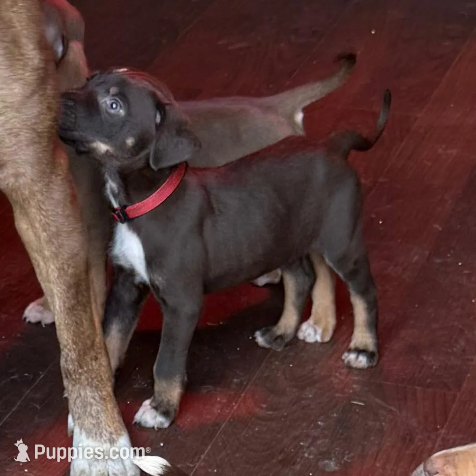 Dash – Catahoula Leopard Dog puppy for sale in Resaca, GA