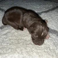 Dash, a male Catahoula Leopard Dog for sale in Resaca, GA – Photo 3 of 4