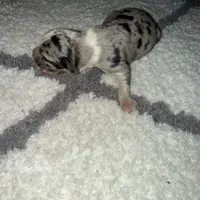 Diesel , a male Catahoula Leopard Dog for sale in Resaca, GA – Photo 2 of 3