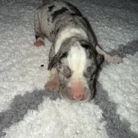 Diesel , a male Catahoula Leopard Dog for sale in Resaca, GA – Photo 1 of 3