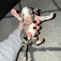 Diesel , a male Catahoula Leopard Dog for sale in Resaca, GA – Photo 3 of 3