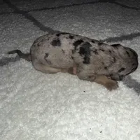 Dolly, a female Catahoula Leopard Dog for sale in Resaca, GA – Photo 1 of 4