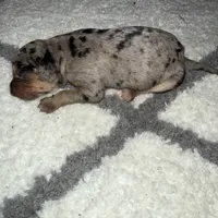 Dolly, a female Catahoula Leopard Dog for sale in Resaca, GA – Photo 3 of 4