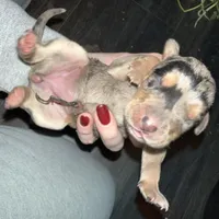 Dolly, a female Catahoula Leopard Dog for sale in Resaca, GA – Photo 4 of 4