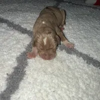 Duke, a male Catahoula Leopard Dog for sale in Resaca, GA – Photo 1 of 3