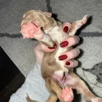 Duke, a male Catahoula Leopard Dog for sale in Resaca, GA – Photo 3 of 3