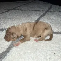 Duke, a male Catahoula Leopard Dog for sale in Resaca, GA – Photo 2 of 3