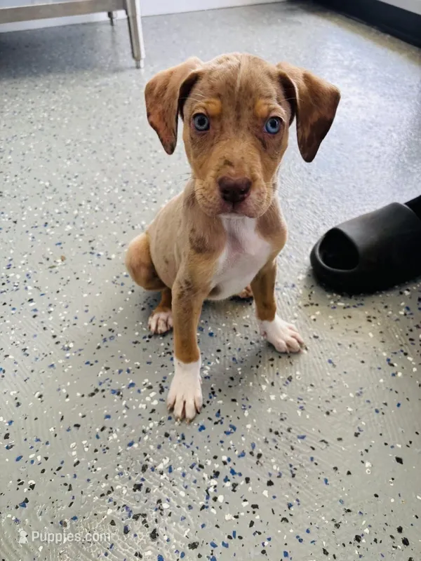 Duke – Catahoula Leopard Dog puppy for sale in Resaca, GA