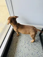 Digger , a male Catahoula Leopard Dog for sale in Resaca, GA – Photo 3 of 7