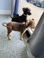 Digger , a male Catahoula Leopard Dog for sale in Resaca, GA – Photo 2 of 7