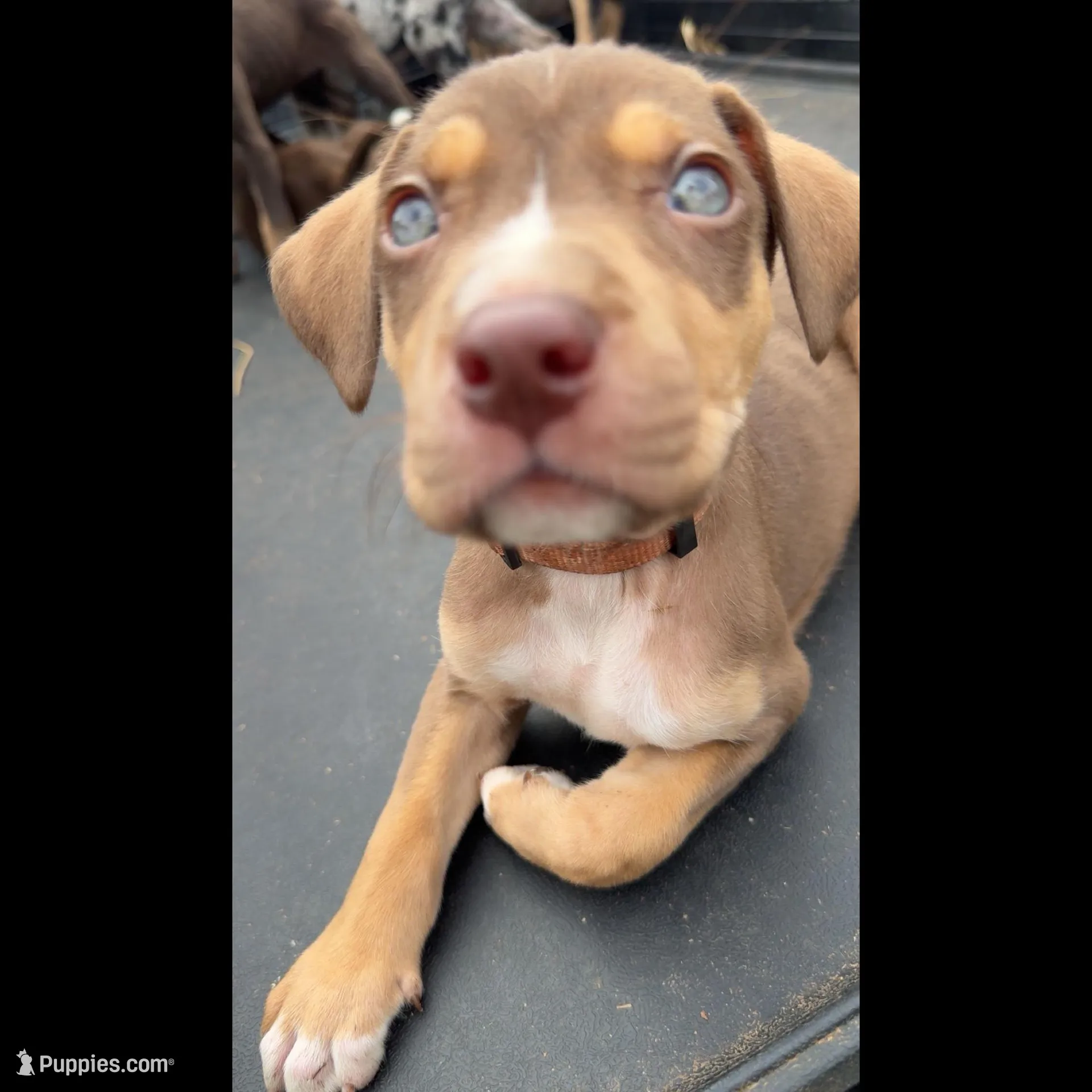 Digger  – Catahoula Leopard Dog puppy for sale in Resaca, GA