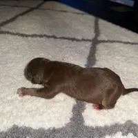 Digger , a male Catahoula Leopard Dog for sale in Resaca, GA – Photo 2 of 3