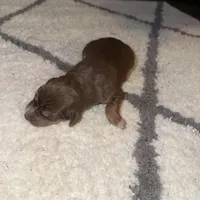 Digger , a male Catahoula Leopard Dog for sale in Resaca, GA – Photo 1 of 3