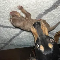 Digger , a male Catahoula Leopard Dog for sale in Resaca, GA – Photo 3 of 3