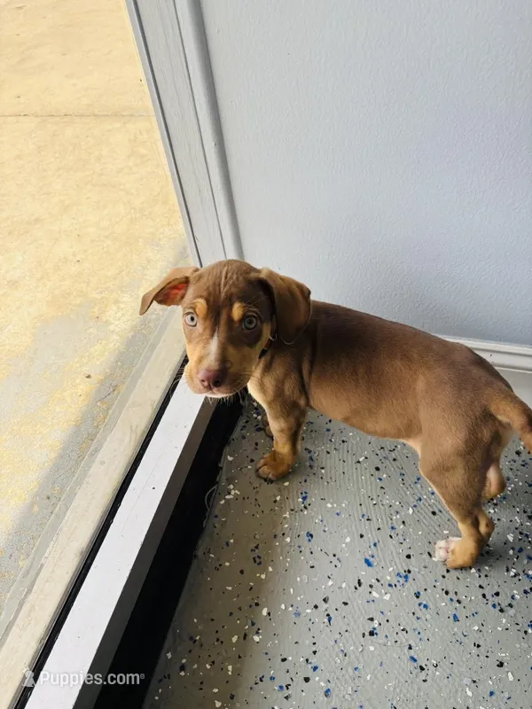 Digger  – Catahoula Leopard Dog puppy for sale in Resaca, GA