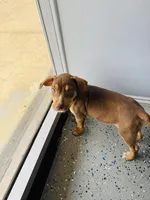 Digger , a male Catahoula Leopard Dog for sale in Resaca, GA – Photo 1 of 7