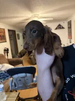 Blue Collar Black & Tan   , a male Miniature Dachshund for sale in Efland, NC – 7 of 7