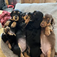 Bear, a male Dachshund for sale in Efland, NC – Photo 5 of 5