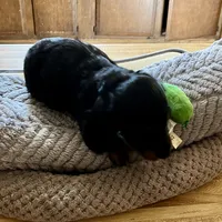 Bear, a male Dachshund for sale in Efland, NC – Photo 1 of 5